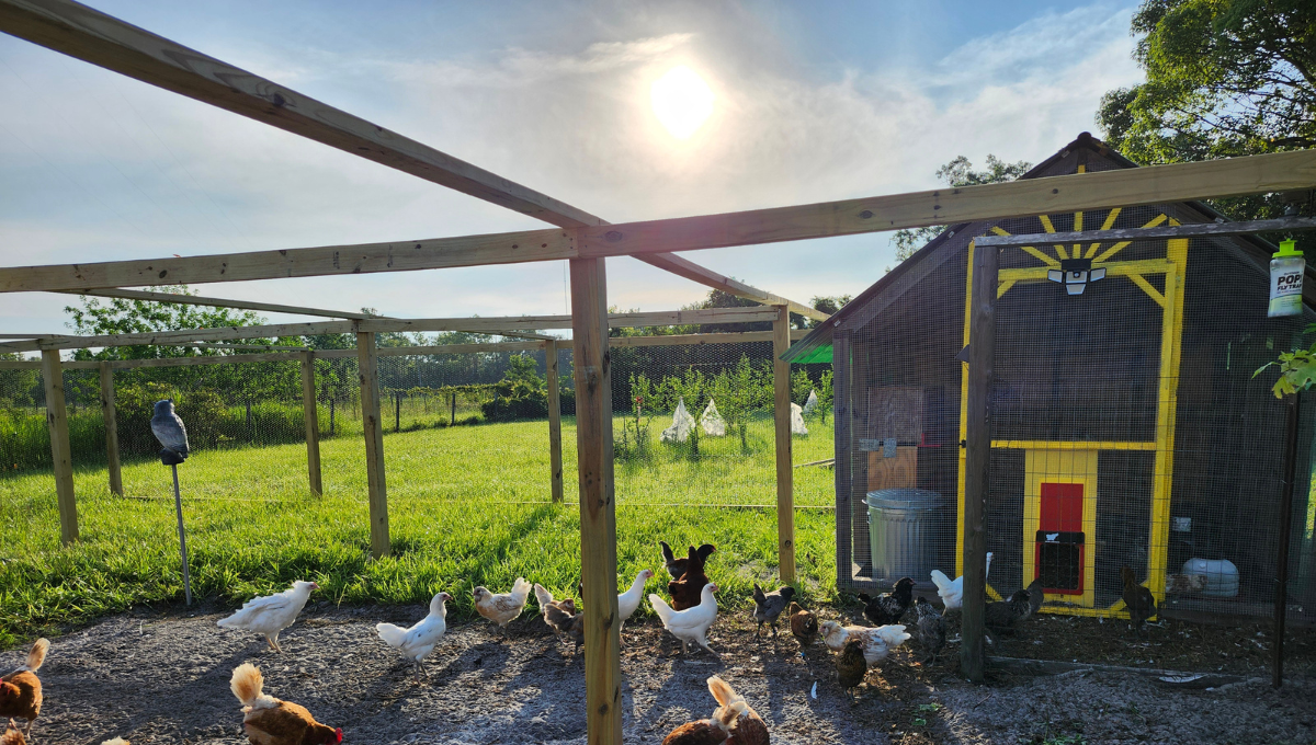 Image of chicken in run with coop and sun in background.