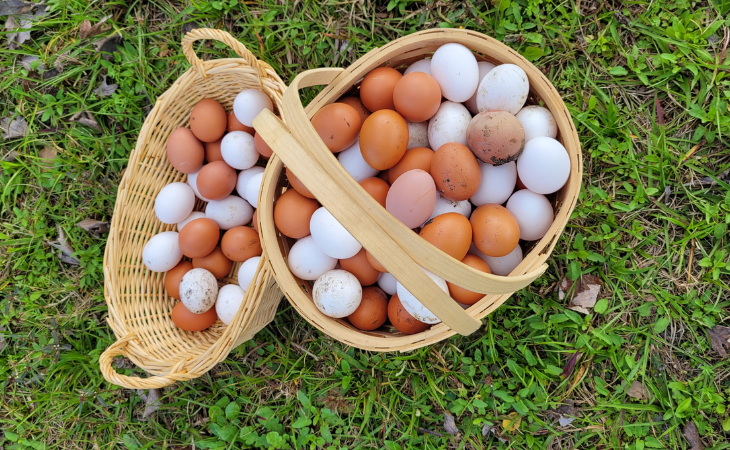 Baskets of fresh eggs.