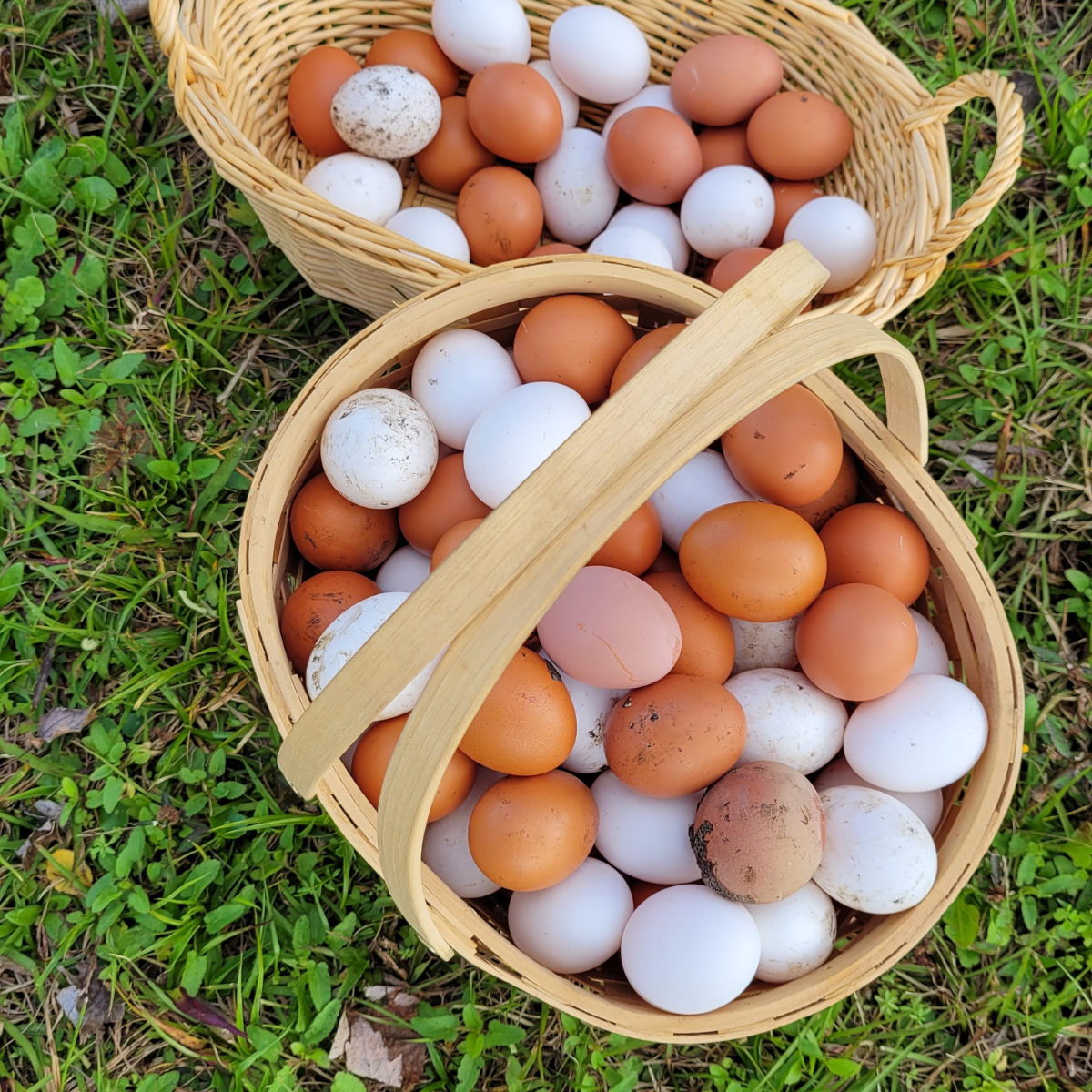 eggs in baskets