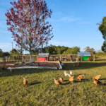 free range hens