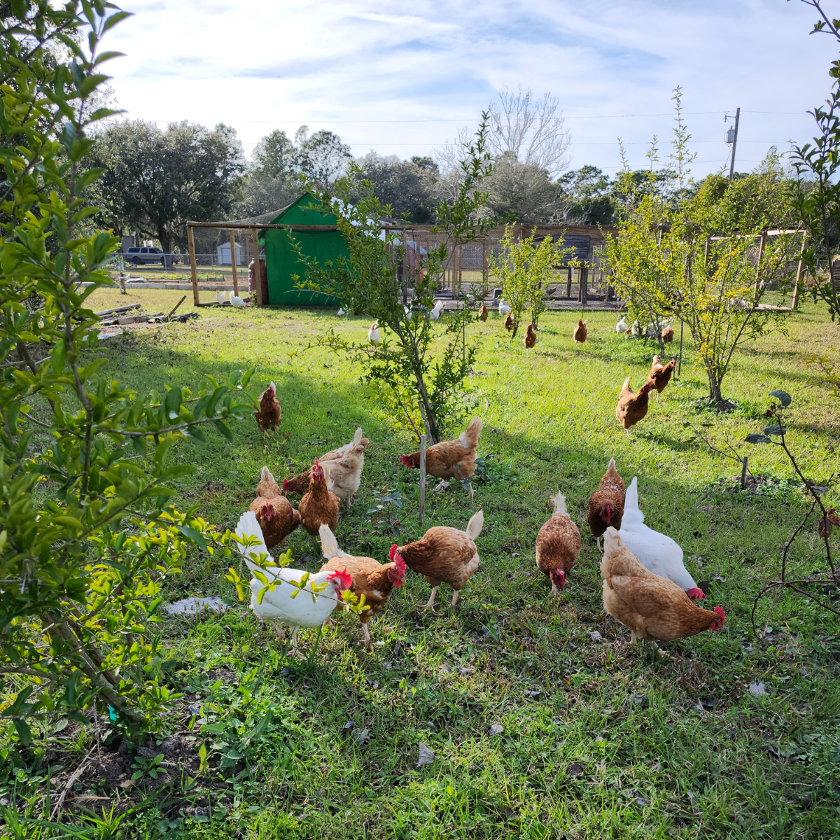 free range hens