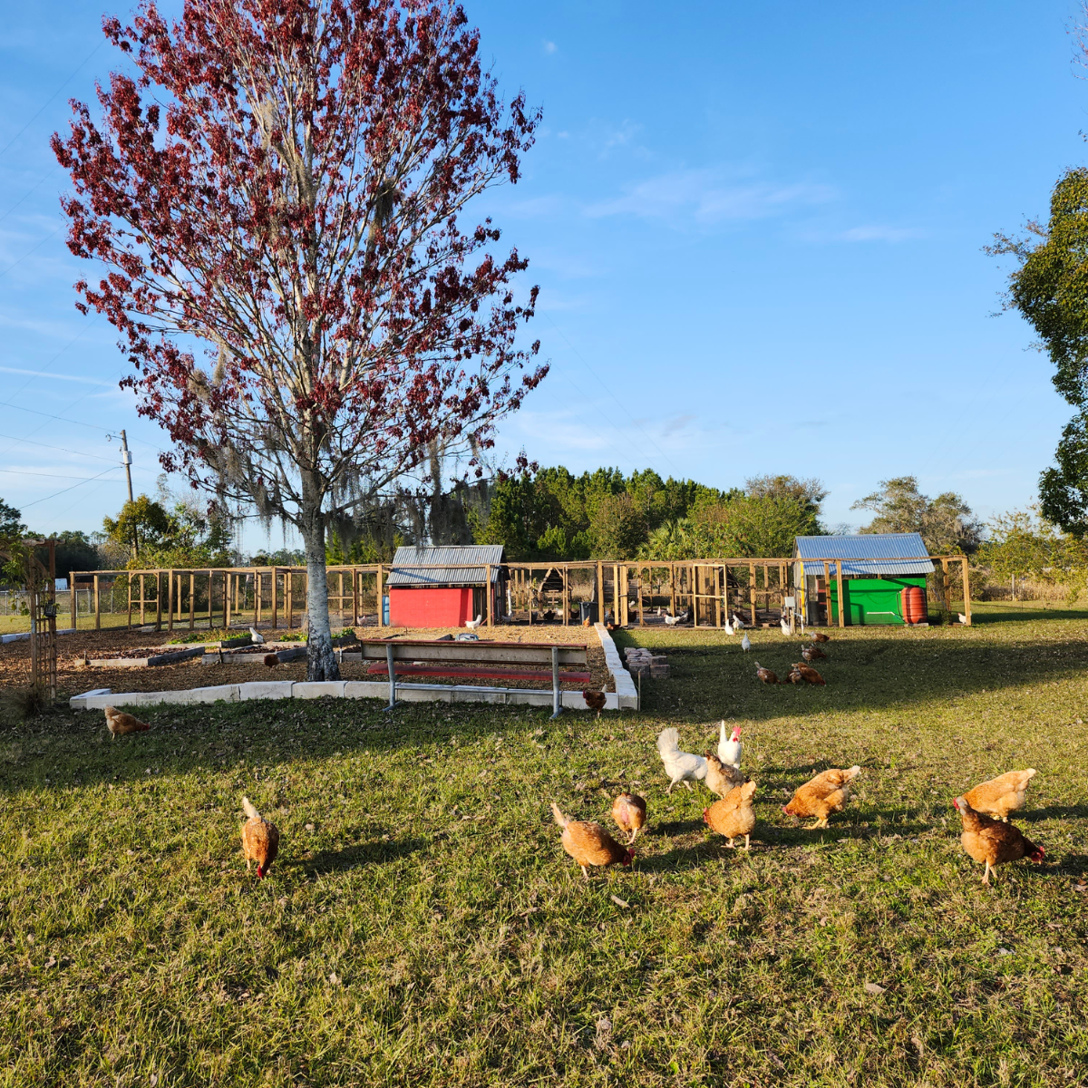 free range hens