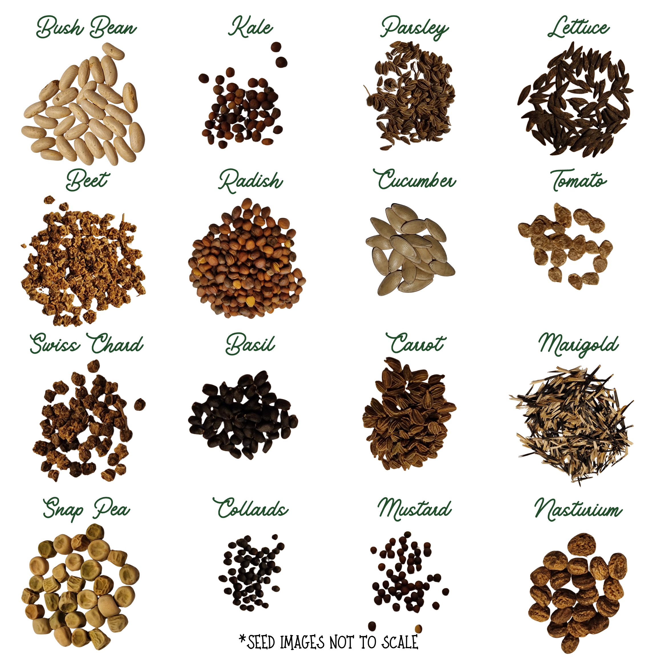 evermoonacres fall seed kit florida seeds