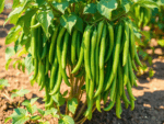 Bush Bean ‘Contender’ - Organic - Seeds