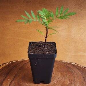 French Marigold Seedling in 2.5" black pot at Evermoon Acres