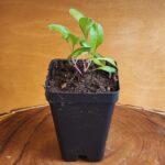 Swiss Chard Bright Lights Seedling in 2.5" black pot at Evermoon Acres