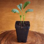 Kale Lacinato (Dinosaur) Black Tuscan Seedling in 2.5" black pot at Evermoon Acres
