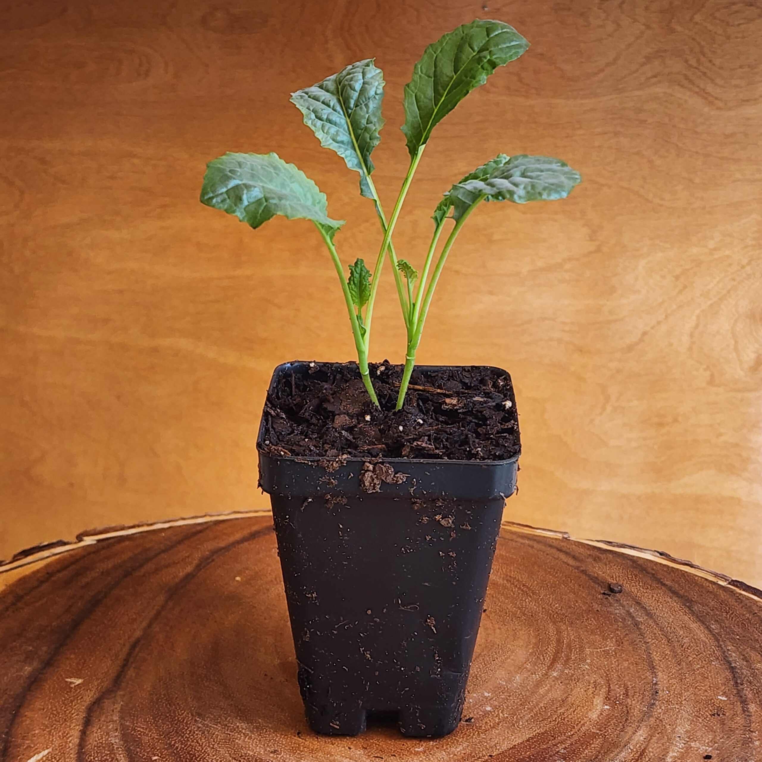 Kale Lacinato (Dinosaur) Black Tuscan Seedling in 2.5" black pot at Evermoon Acres