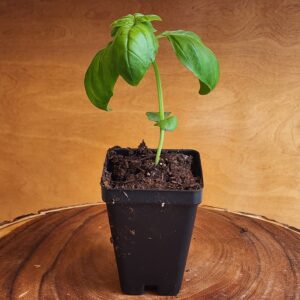 Basil Genovese Seedling in 2.5" black pot at Evermoon Acres