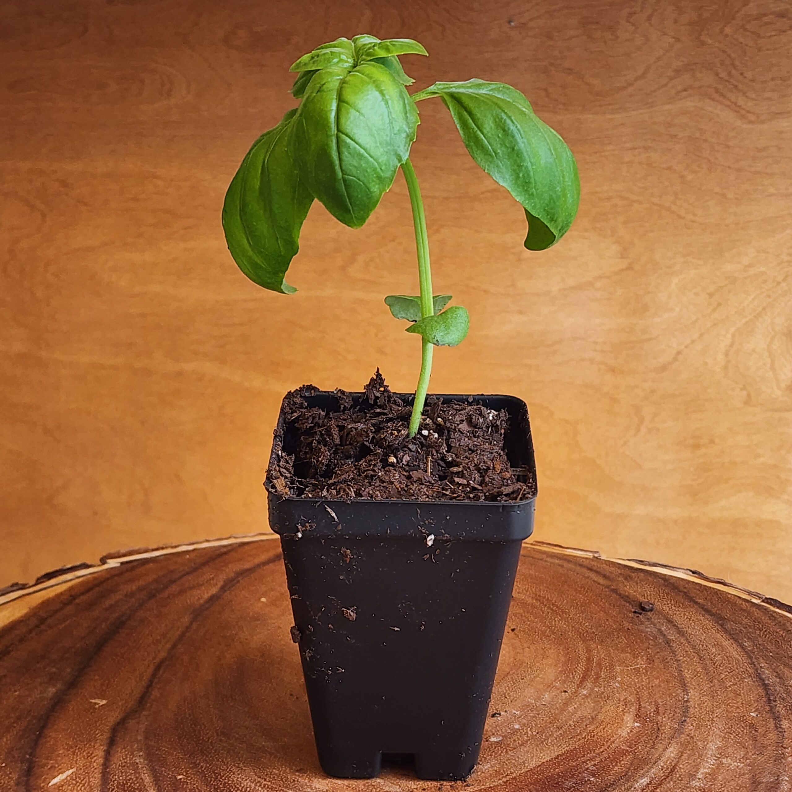 Basil Genovese Seedling in 2.5" black pot at Evermoon Acres