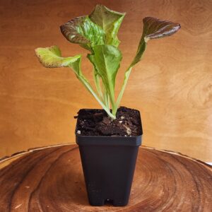 Lettuce Loose Leaf Red Sails Seedling in 2.5" black pot at Evermoon Acres
