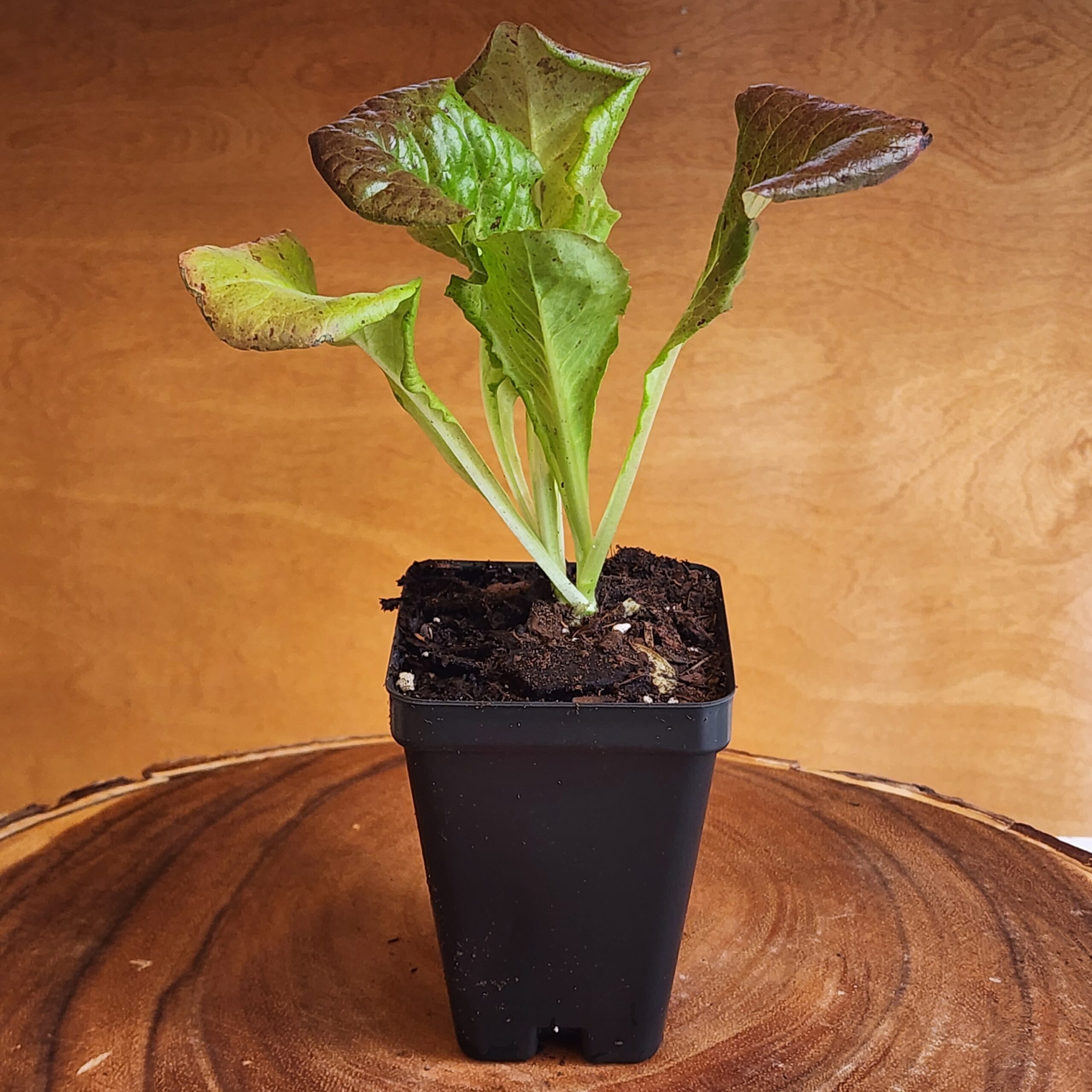 Lettuce Loose Leaf Red Sails Seedling in 2.5" black pot at Evermoon Acres